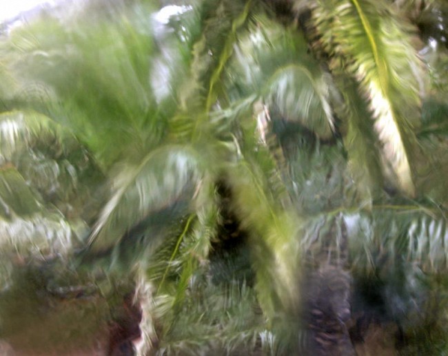 Monsoon, 